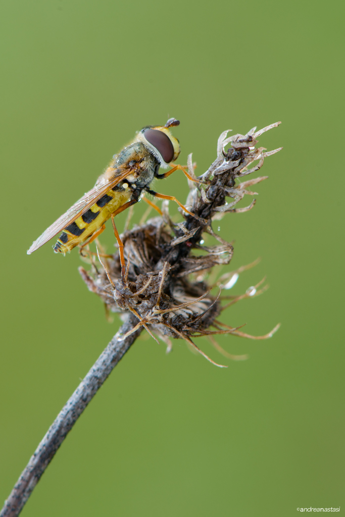 Syirphidae - Eupeodes corollae
