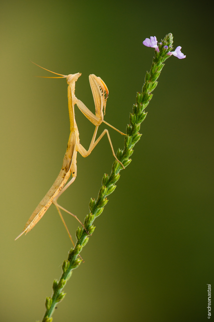 Mantis religiosa