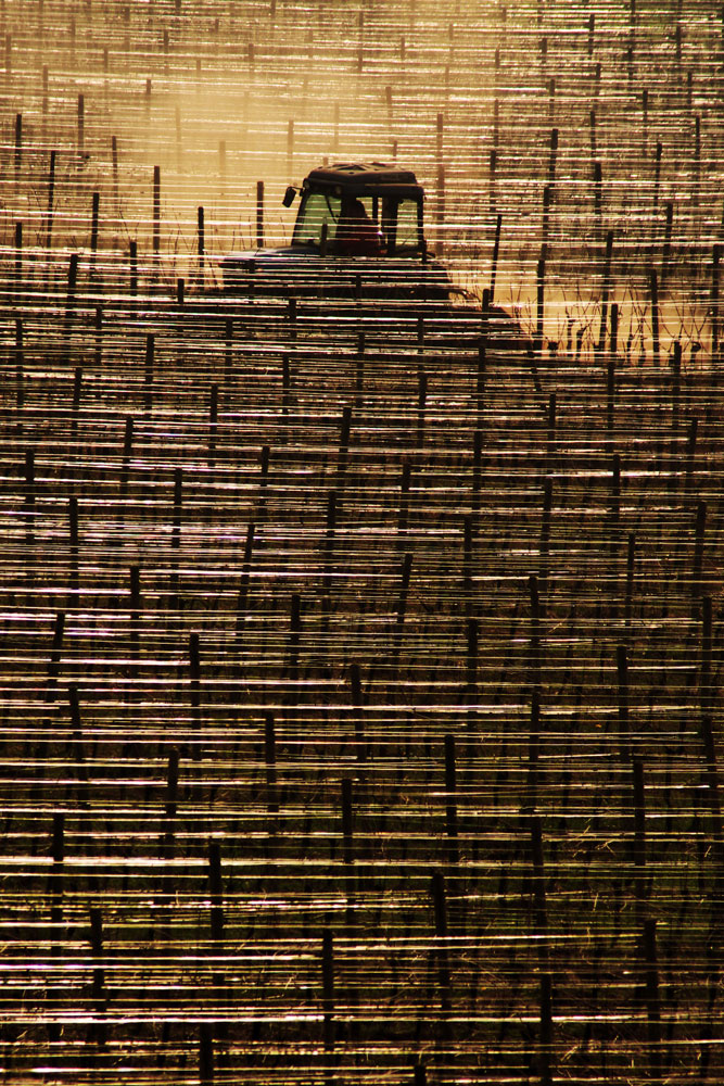 Trattore tra i vigneti