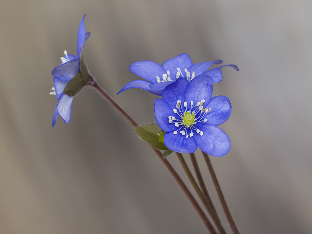 Hepatica nobilis