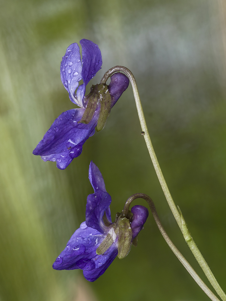 viole bagnate