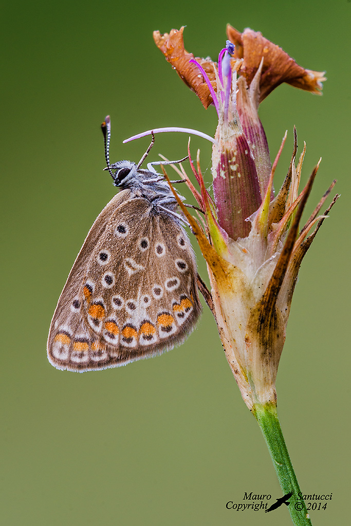 Polyommatus-Icarus-femmina