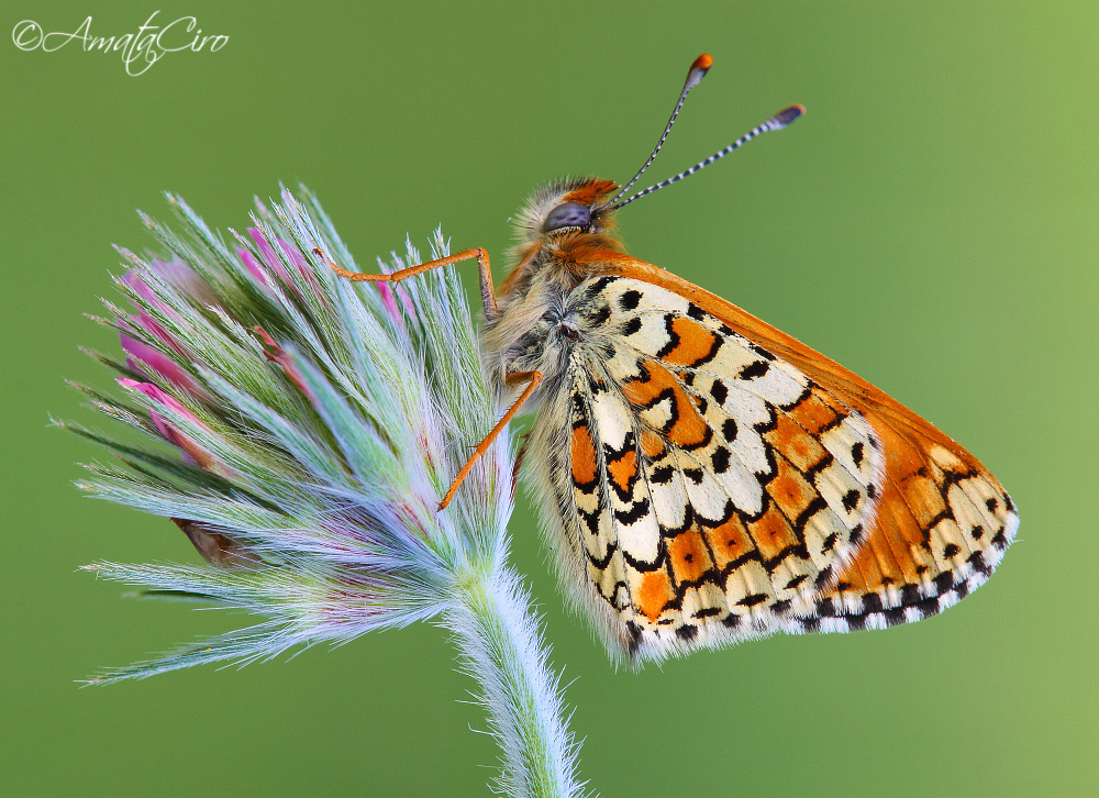 Melitaea cinxia (Linnaeus, 1758)