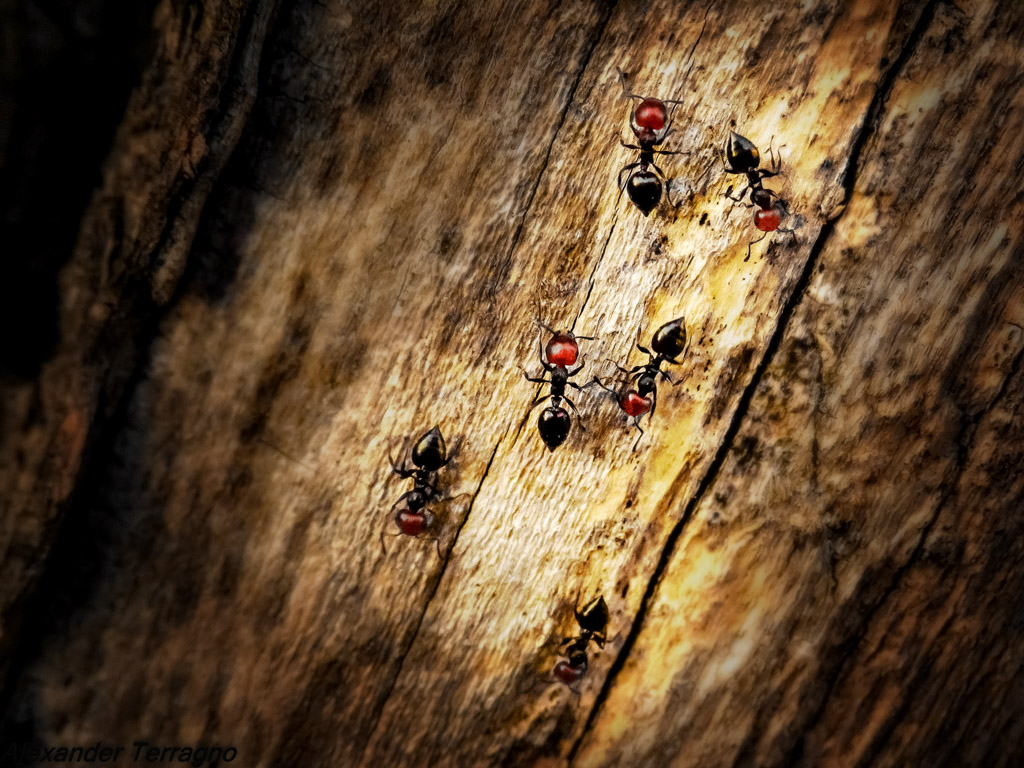 Sta sera dove andiamo ?