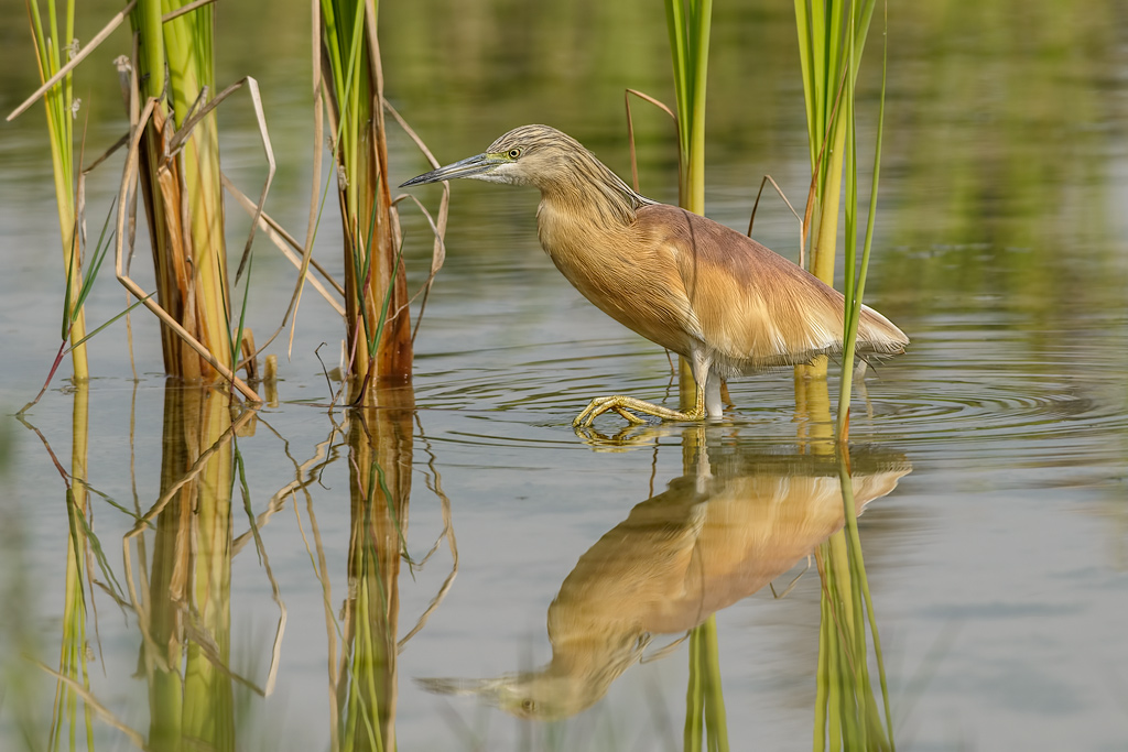 Sgarza ciuffetto (Ardeola ralloide)