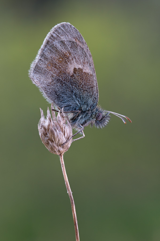 Coenonympha pamphilus