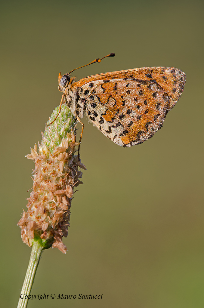 Melitaea didyma