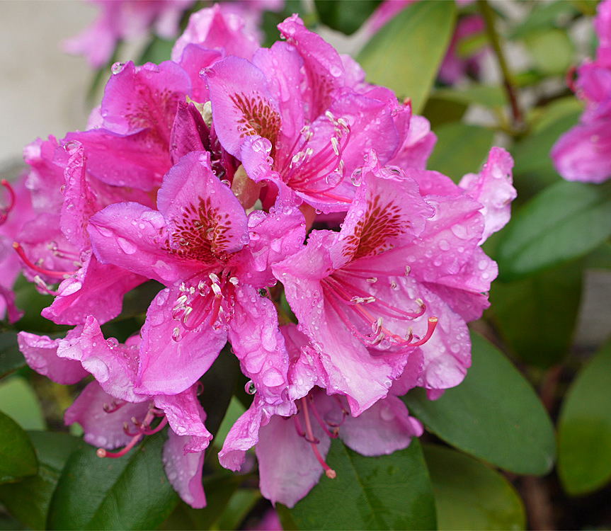 Dopo la pioggia... primavera