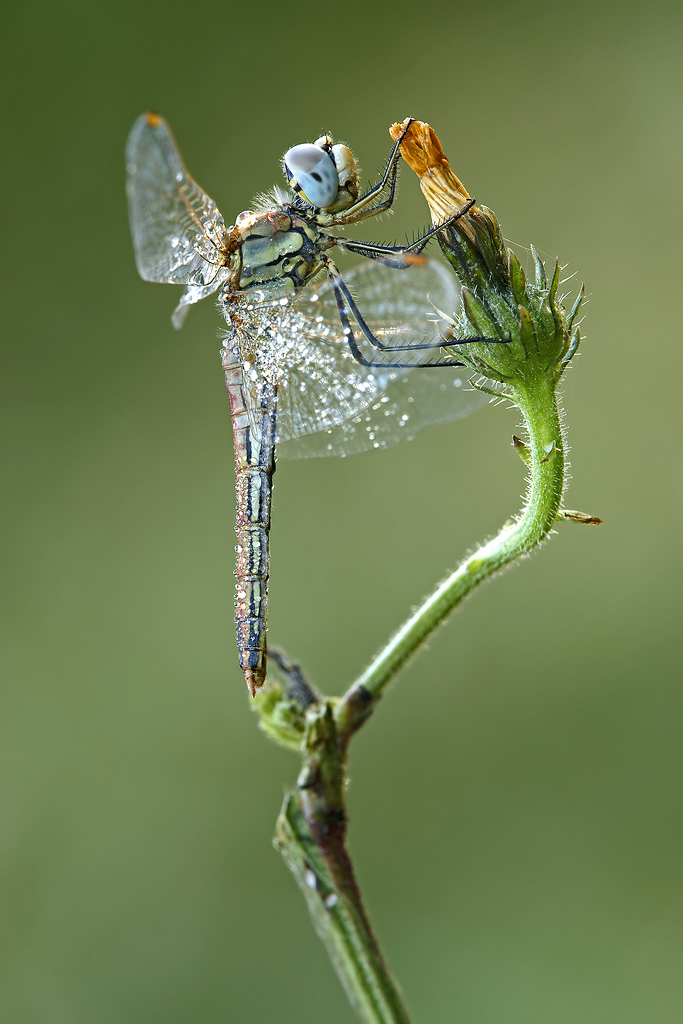 Sympetrum Fonscolombii