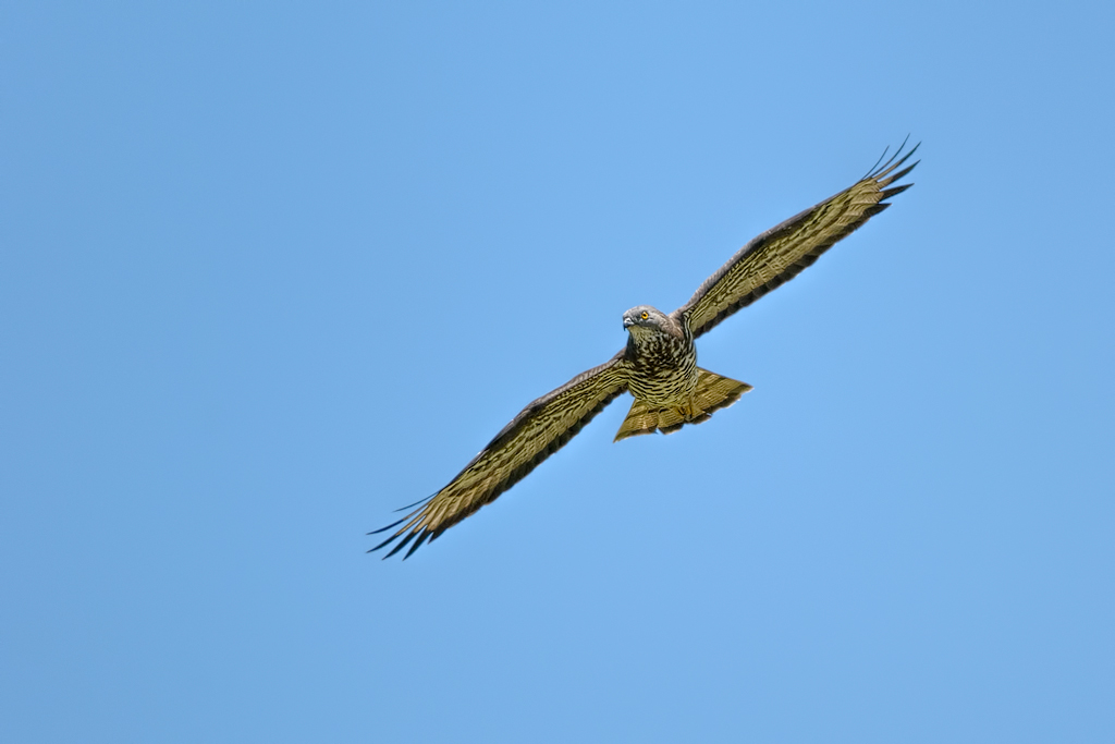 Pecchiaiolo (Pernis apivorus)