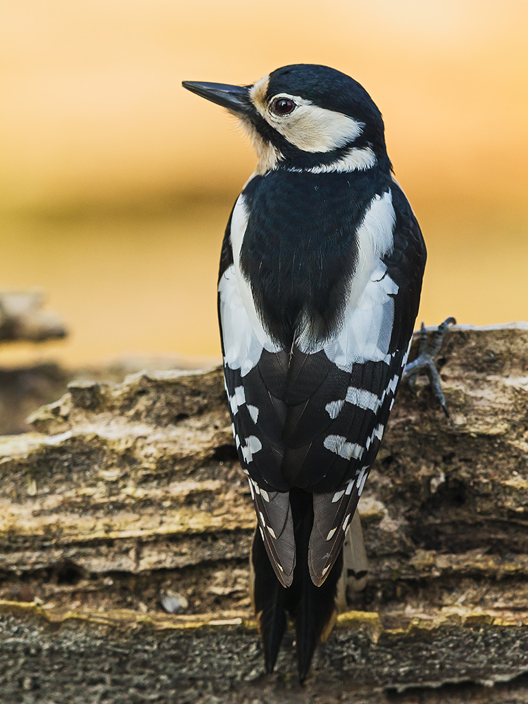 Picchio Rosso Maggiore