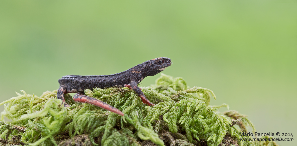 Salamandrina perspicillata