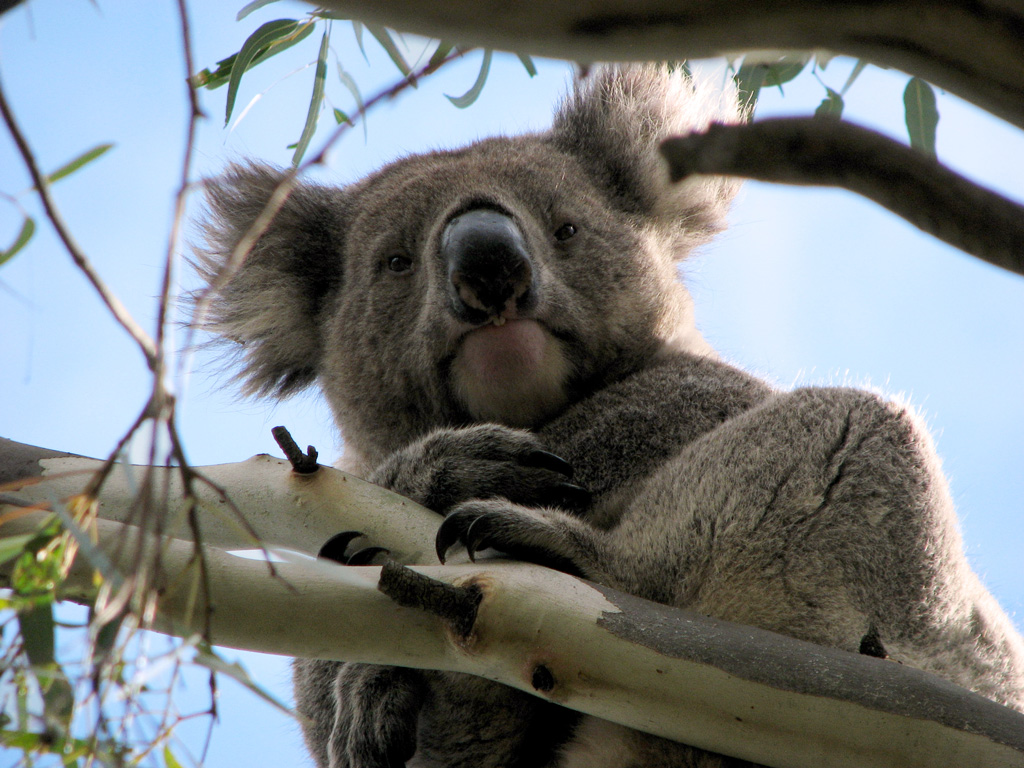 Koala