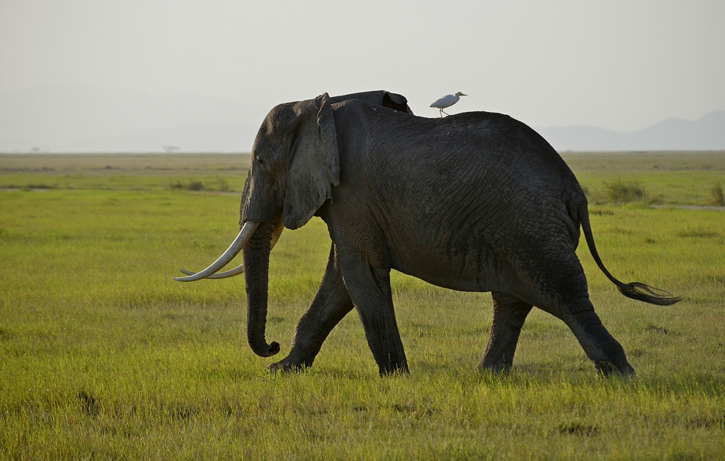Vai...che io ti copro le spalle!!!!
