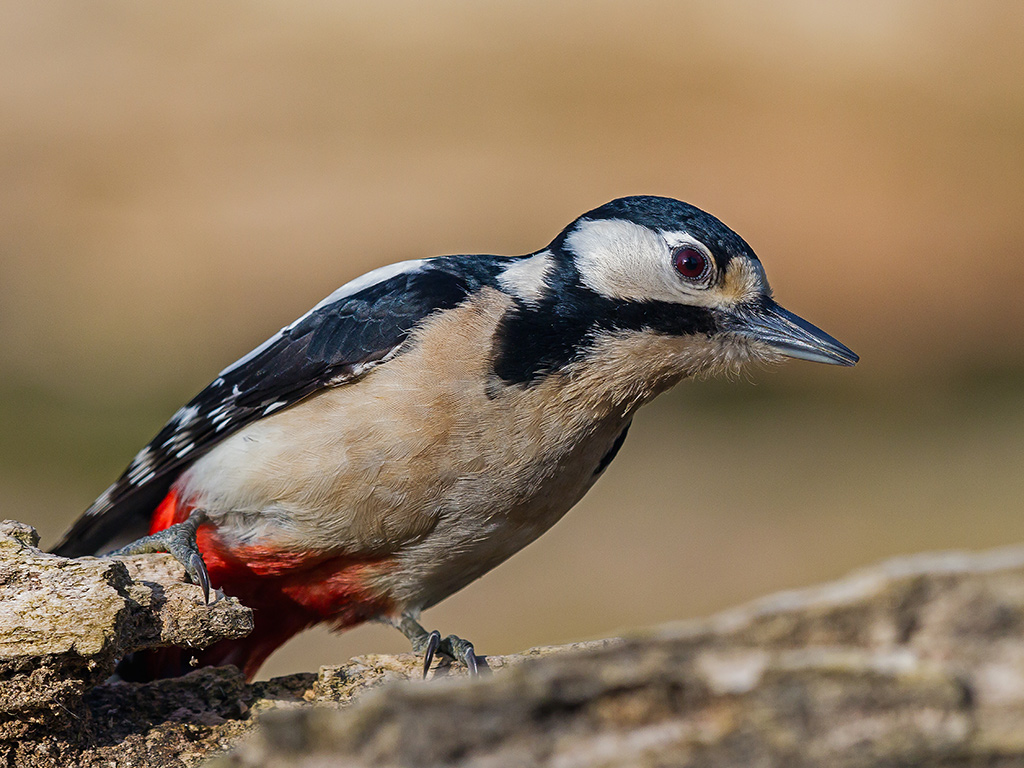 Picchio Rosso Maggiore