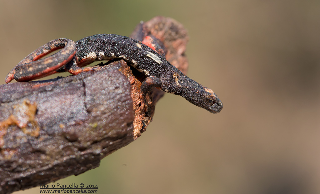 Salamandrina perspicillata II
