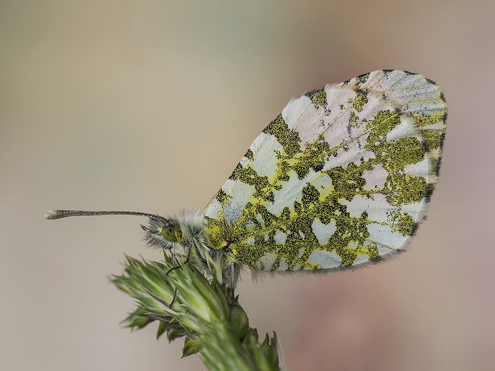 anthocharis cardamines m.