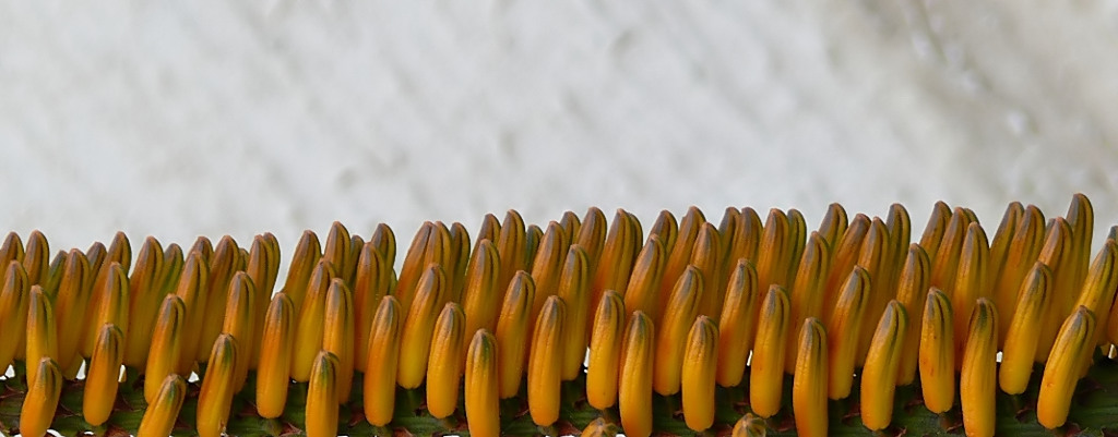 *** Avanti march!!! ***