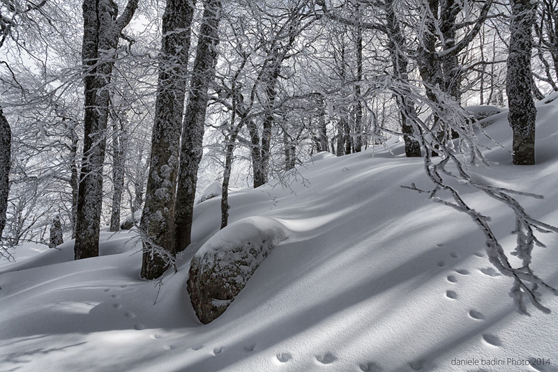 ultima neve