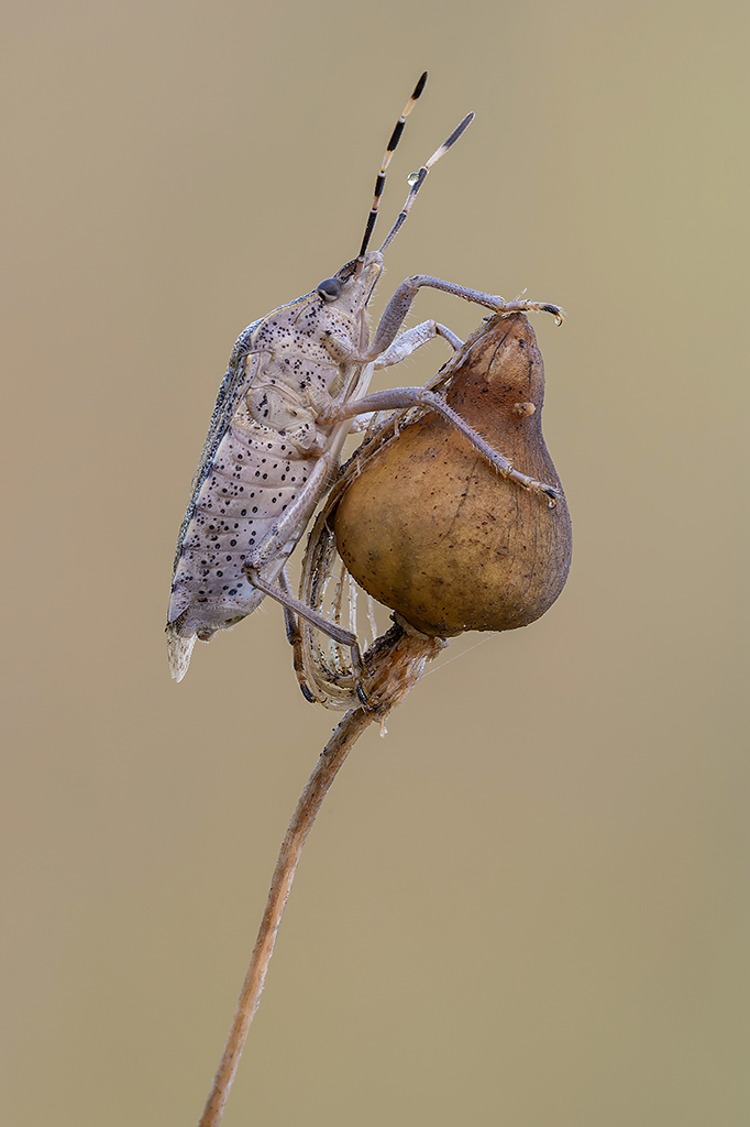 Anche le cimici meritano un click!