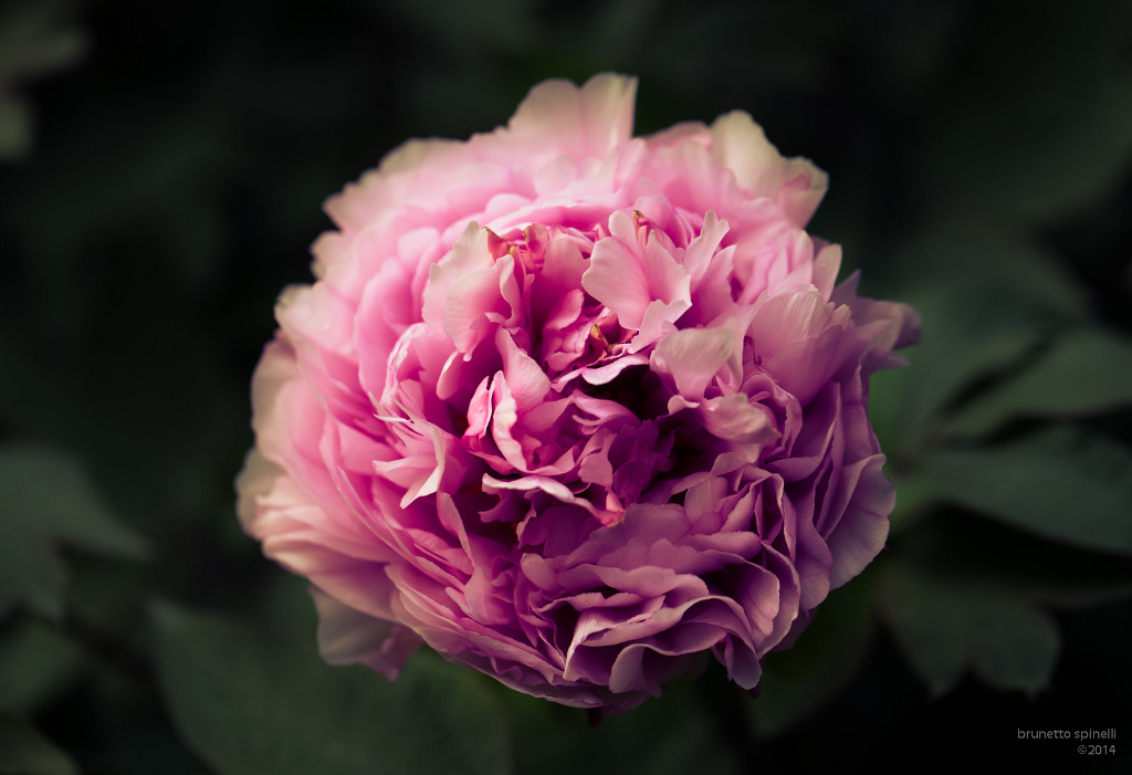 Peonia