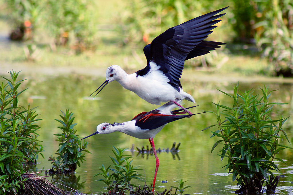 cavalieri d'Italia in accopiamento