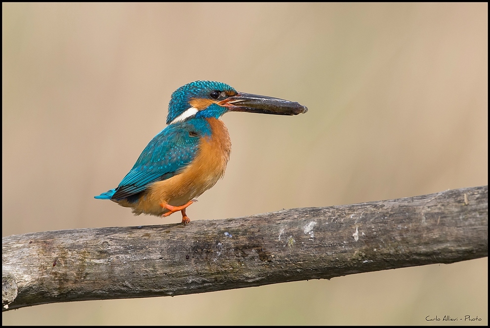Martino Equilibrista