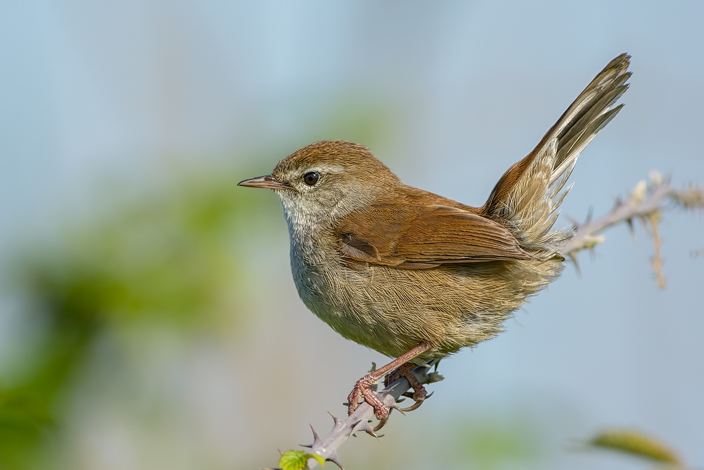 Usignolo di fiume (Cettia cetti)