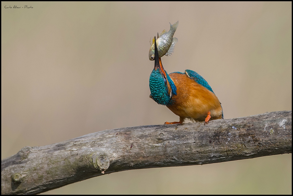 Un esorcista per il Martino...