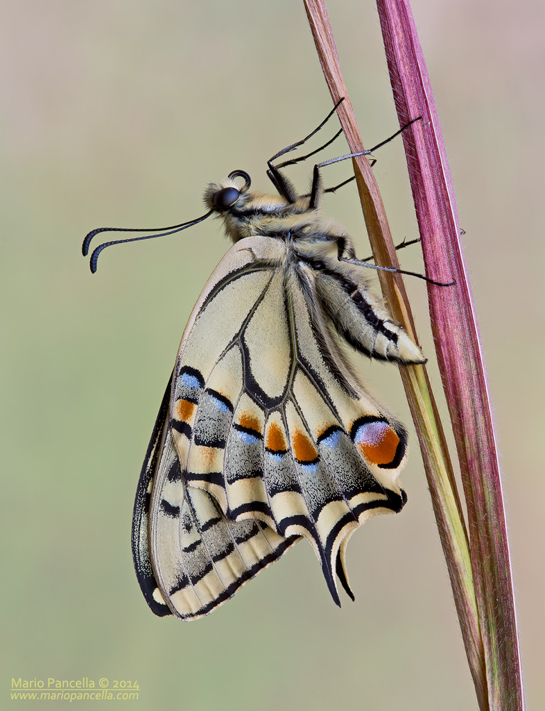 Papilio Machaon II