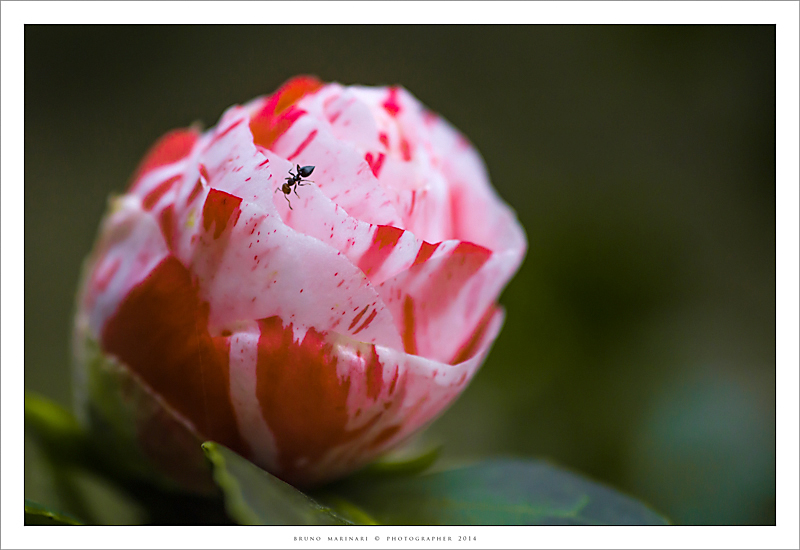 Passeggiata sulla Camelia