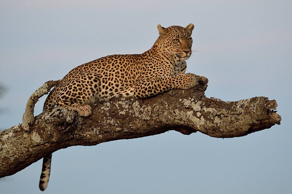 Il riposo della sera