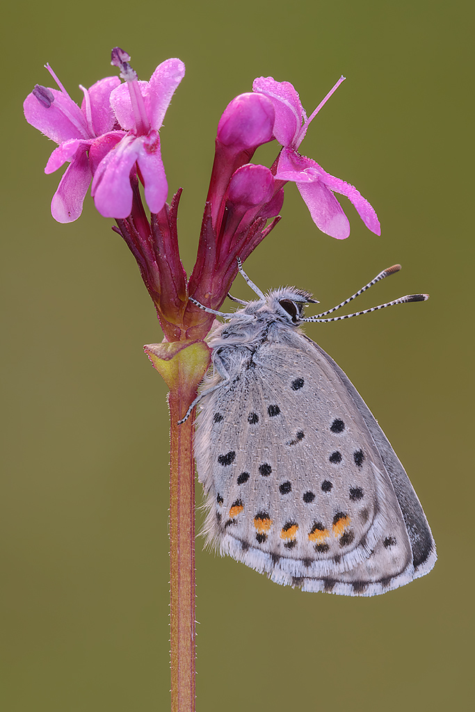La prima licenide di stagione