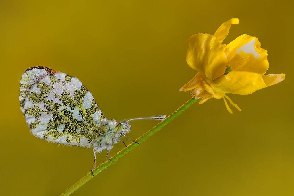 Anthocharis cardamines (Famiglia  Pieridae)