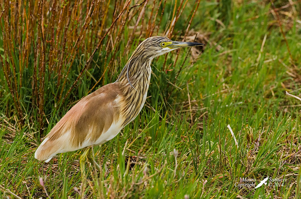 Sgarza ciuffetto_ Ardeola ralloides