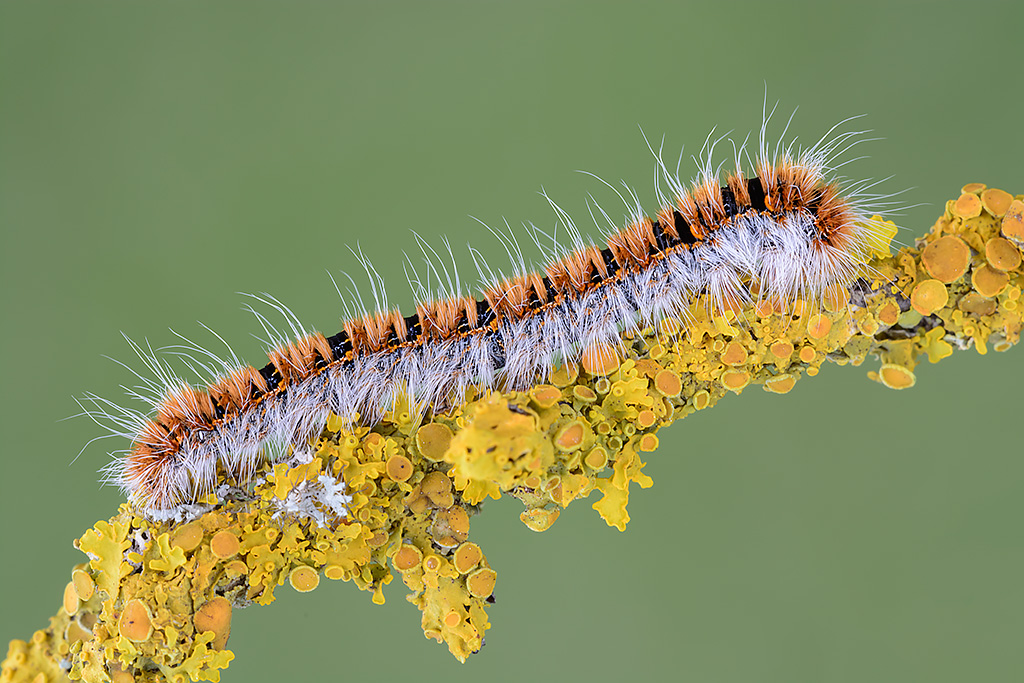 Lasiocampa quercus