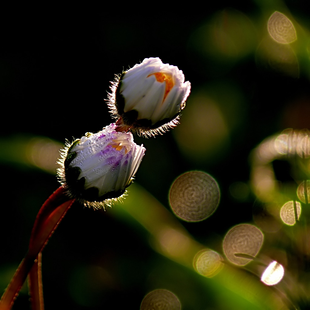 *** Luci e abbracci ***