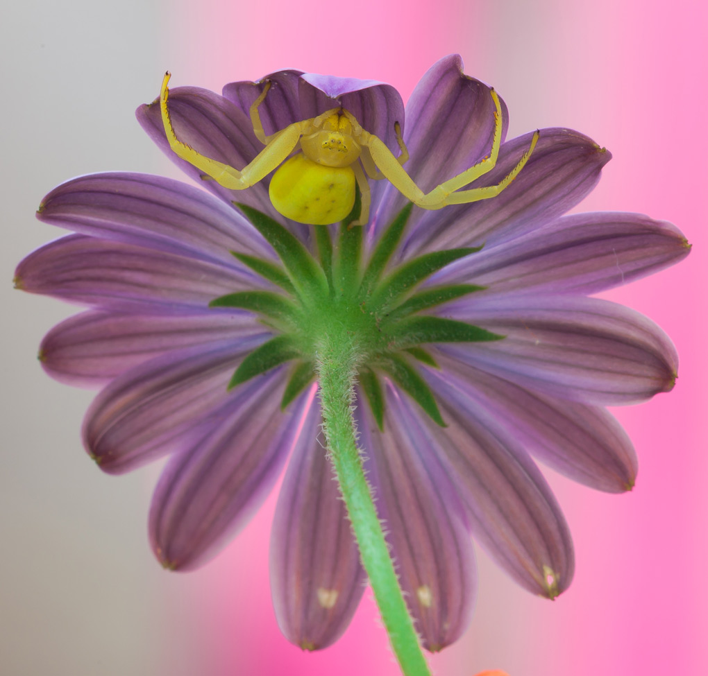 questa � casa mia (ri proposta in formato piu' grande)