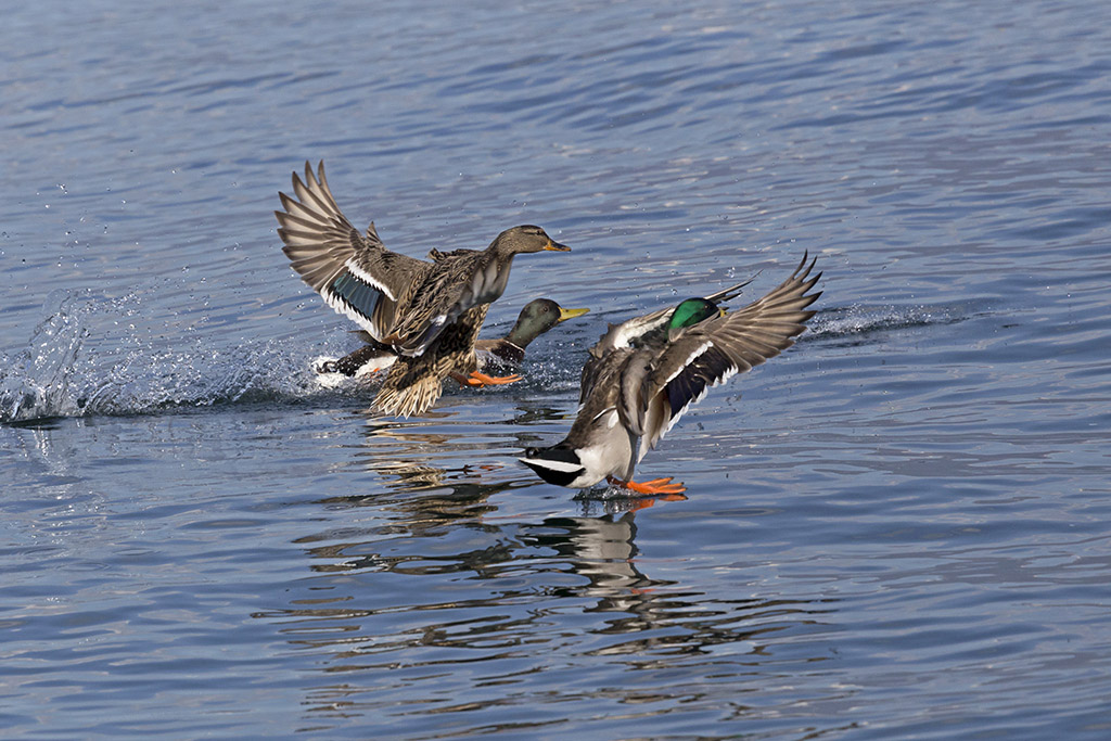 il mio primo "ammaraggio"