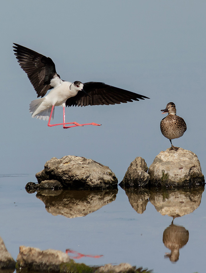 ma proprio qui devi atterrare...