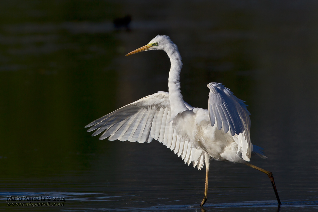 Airone bianco maggiore