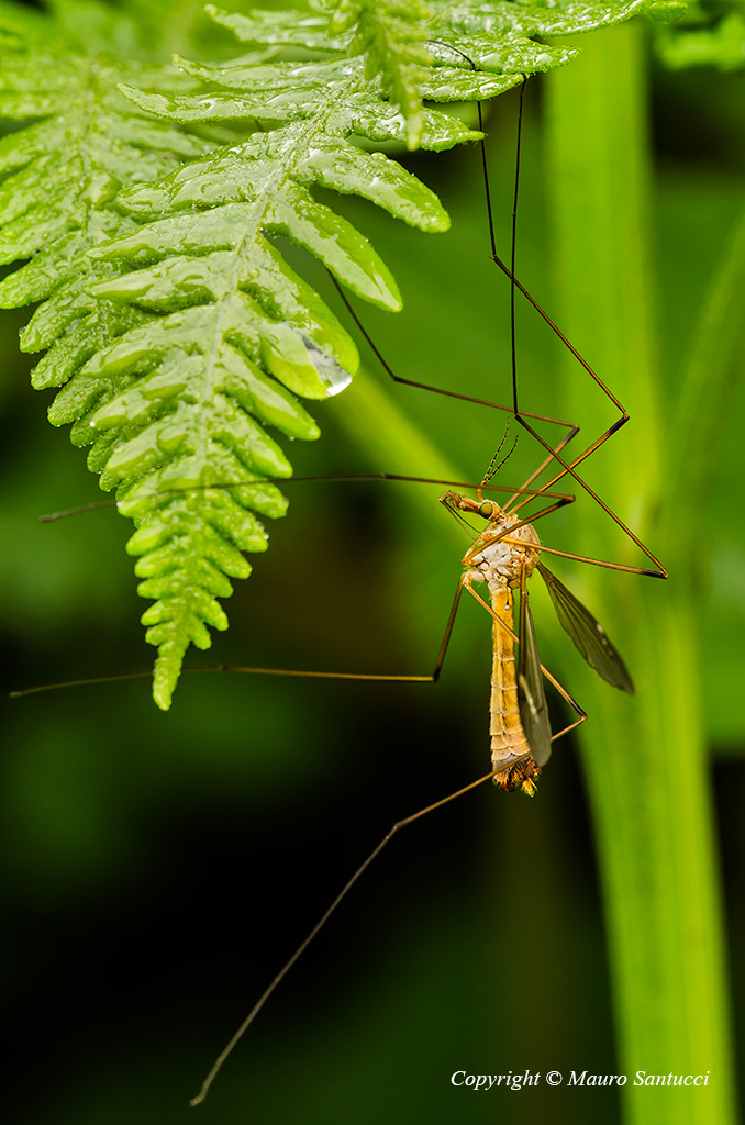 Tipulidae_Nephrotoma-sp