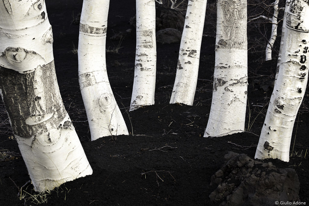 Alberi (Etna)