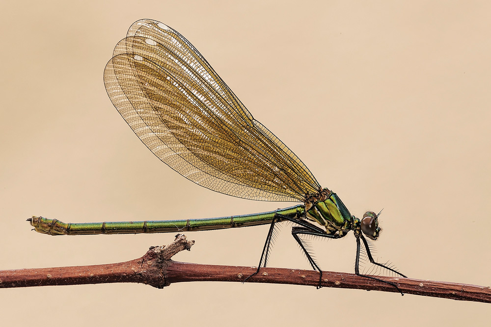 Calopteryx splendens