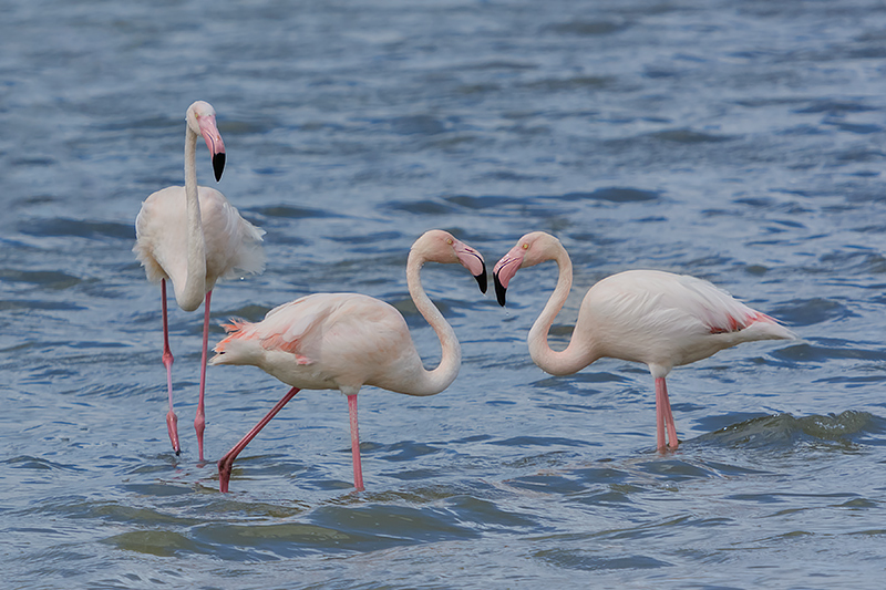Relazioni pericolose...