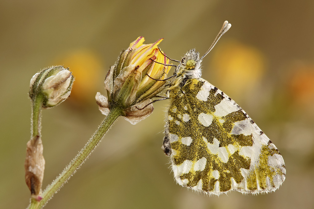 Pontia edusa (id errato: Anthocharis femmina )