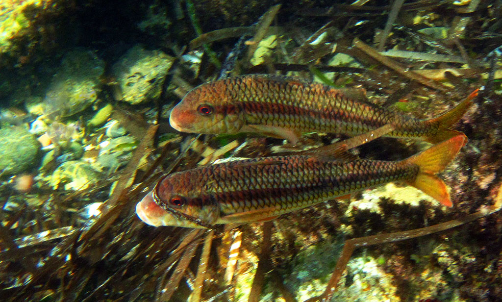 La pi� bella del reame