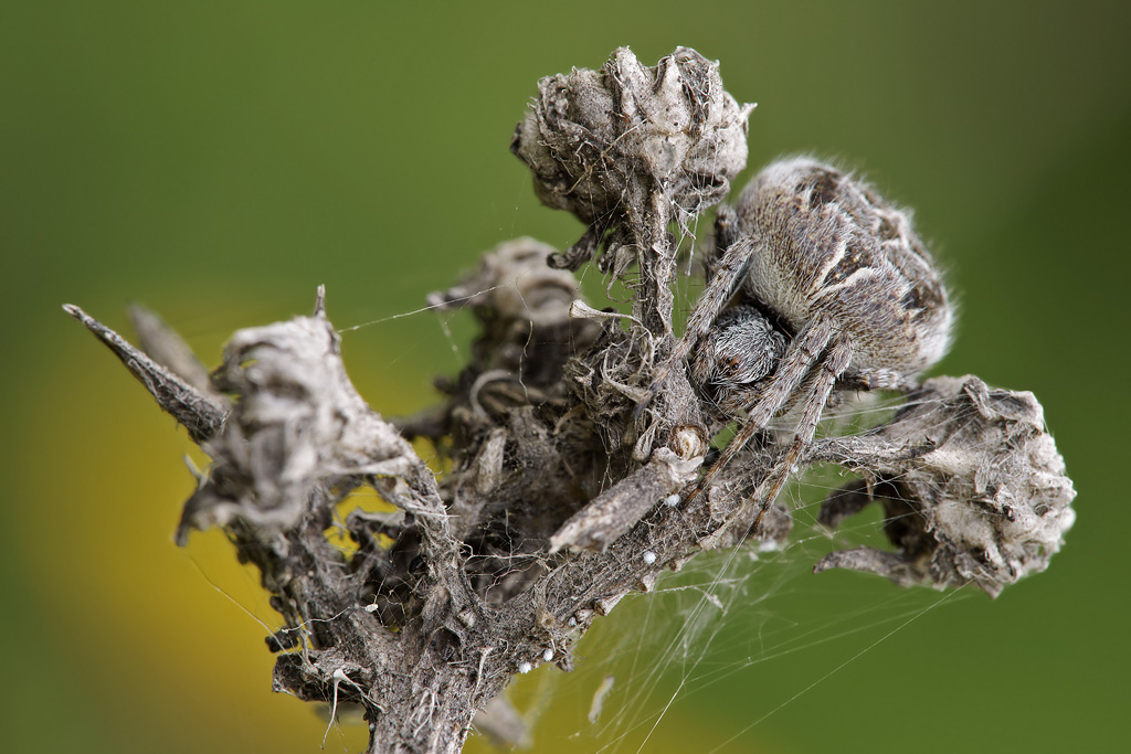 Agalenatea redii: mimetismo