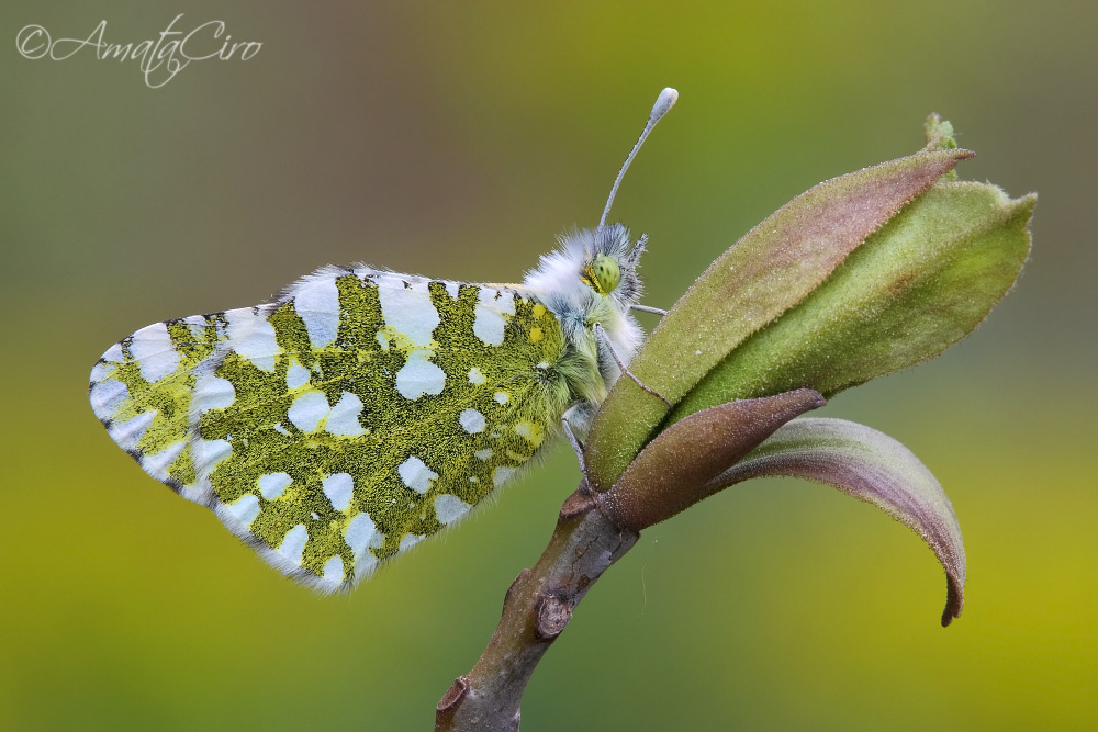 Euchloe  ausonia (H�bner, 1804)