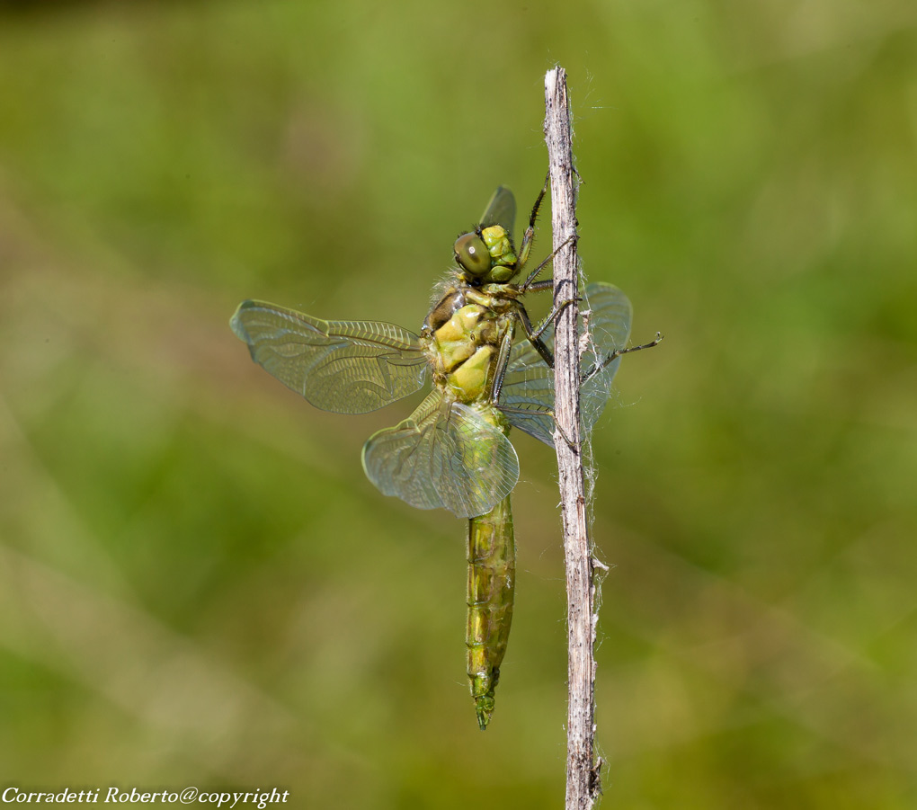 il mio primo giorno di vita